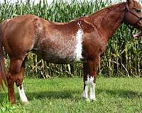 sorrel-overo-quarter-horse-broodmare