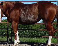 back-broodmare