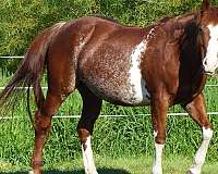 bred-back-broodmare