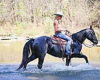 athletic-quarter-horse