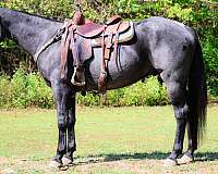 endurance-quarter-horse