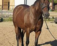broodmare-quarter-horse