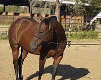 catch-quarter-horse