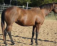 coggins-quarter-horse