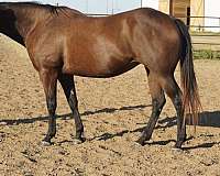cows-quarter-horse