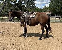 easy-quarter-horse