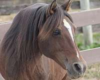 paso-fino-gelding-mare