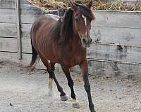 bay-mare-for-sale
