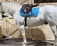 fox-hunting-andalusian-horse