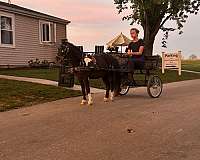 athletic-miniature-horse