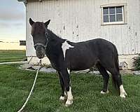 driving-miniature-horse