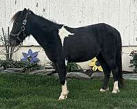 finished-miniature-horse