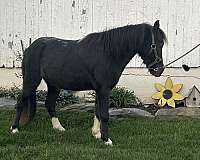 flashy-miniature-horse