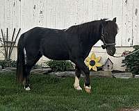 halter-miniature-horse