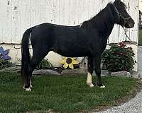 ridden-western-miniature-horse
