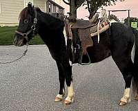 athletic-gelding
