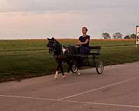 driving-gelding