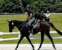 thoroughbred-gelding