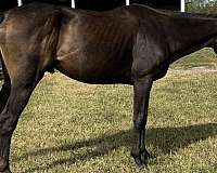 thoroughbred-horse-for-sale
