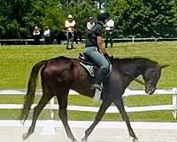 thoroughbred-horse