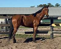 thoroughbred-gelding