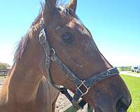 thoroughbred-horse-for-sale