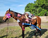 thoroughbred-horse