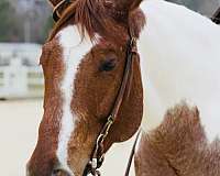 all-around-quarter-horse