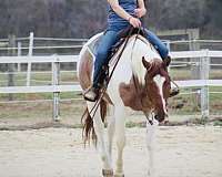beginner-safe-quarter-horse