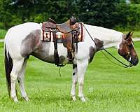 family-horse-quarter