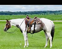 quarter-horse