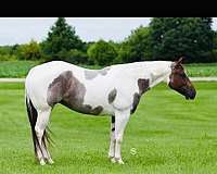 ranch-work-quarter-horse