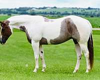 red-roan-tobiano4-stockings-horse