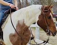 athletic-quarter-horse