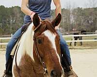 beginner-quarter-horse