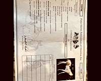 experienced-quarter-horse