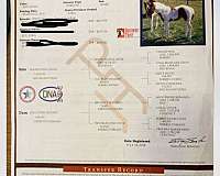 flashy-quarter-horse