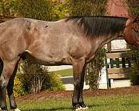 quarter-horse-for-sale
