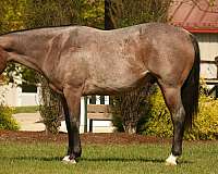 quarter-horse