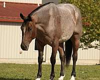 gelding