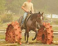trail-quarter-horse