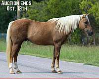 rear-socks-horse