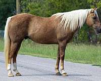 palomino-rear-socks-horse