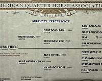 quarter-horse