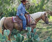 beginner-safe-quarter-horse