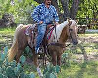 family-horse-quarter