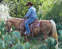 trail-quarter-horse