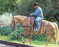 all-around-quarter-horse