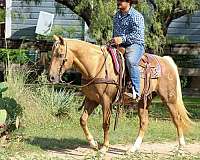 athletic-quarter-horse