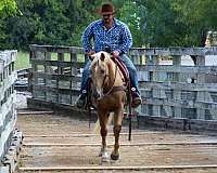 beginner-quarter-horse